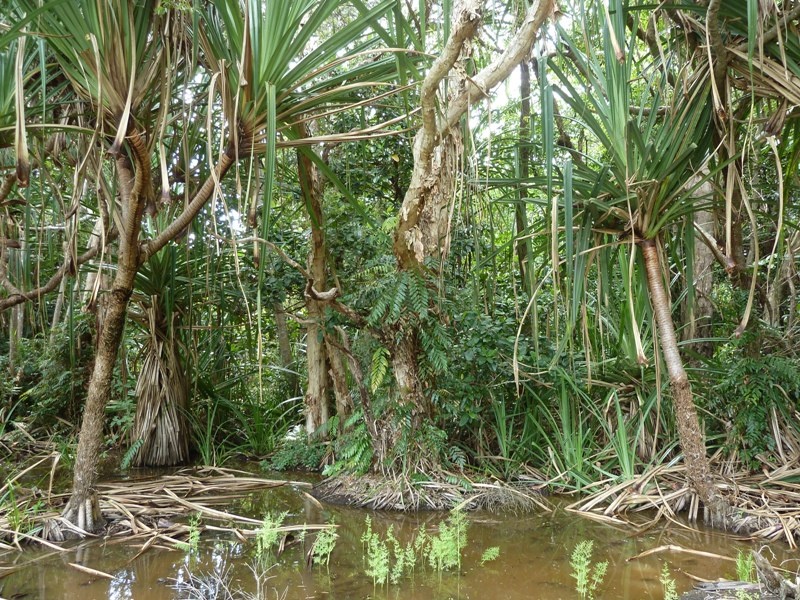 Regenwaldpark, Cairns