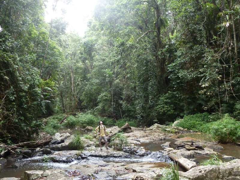 Regenwald-"Boardwalk", Kuranda