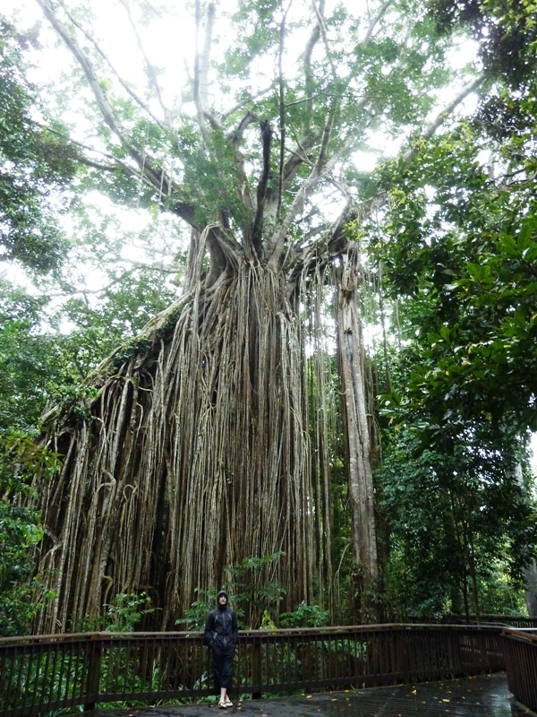 Curtain Fig Tree (500 Jahre alt!!)