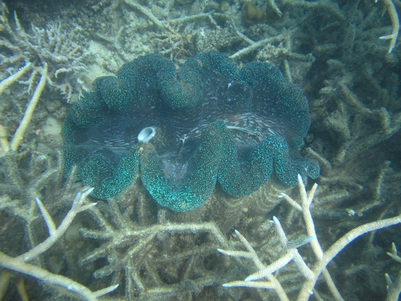 eine der grossen Muscheln (habe auch doppelt so grosse gesehen!)