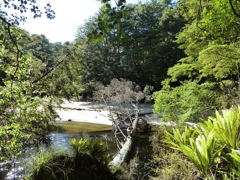 7h-Rundwanderweg zur Hope Arm Hut und Back Valley Hut (bei Manapouri)