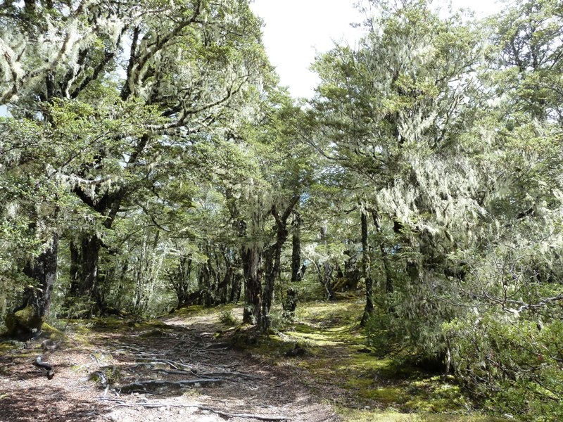 ...und durch "Mountain Beech"-Waelder!