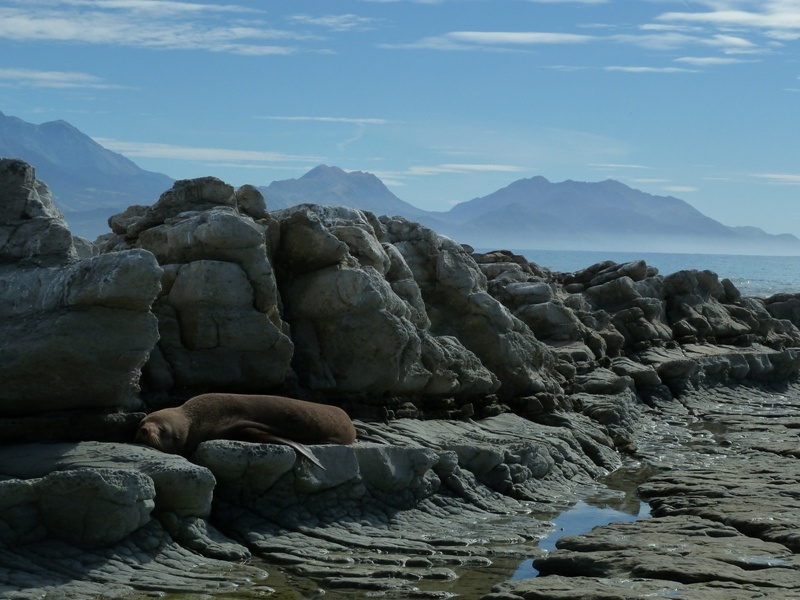 ...faule Robben an der Kueste der "Kaikoura Peninsula"