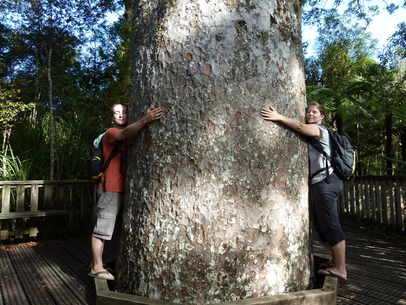 big Kauri-hug