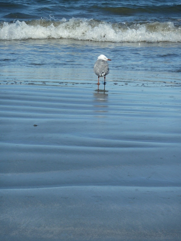 Moewe in der Martin's Bay